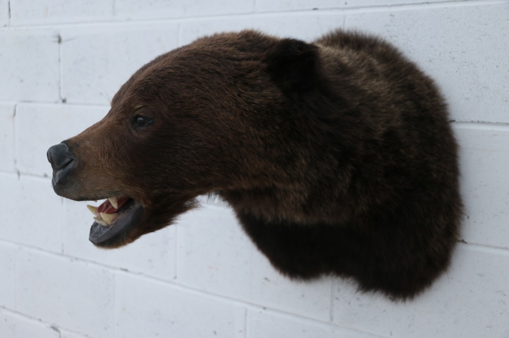 mounted bear head for sale