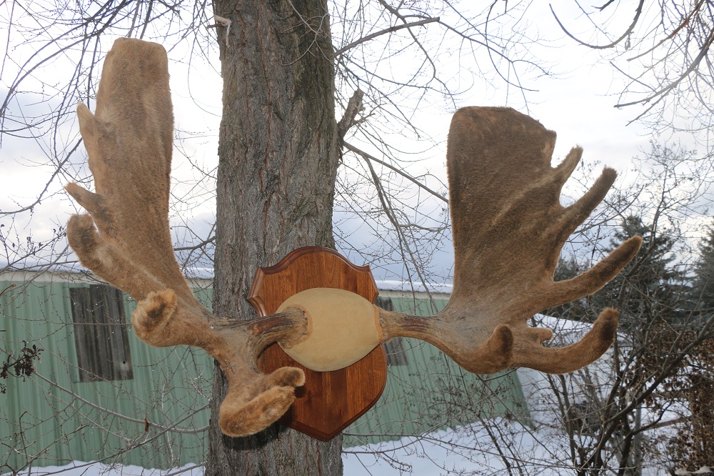 shocking-moment-moose-sheds-both-antlers-at-once-caught-on-camera