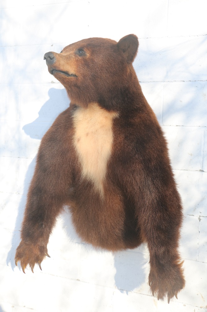 life size bear mounts