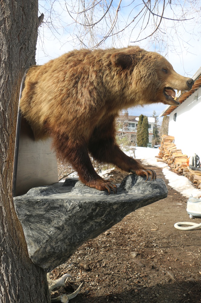 grizzly bear mounts