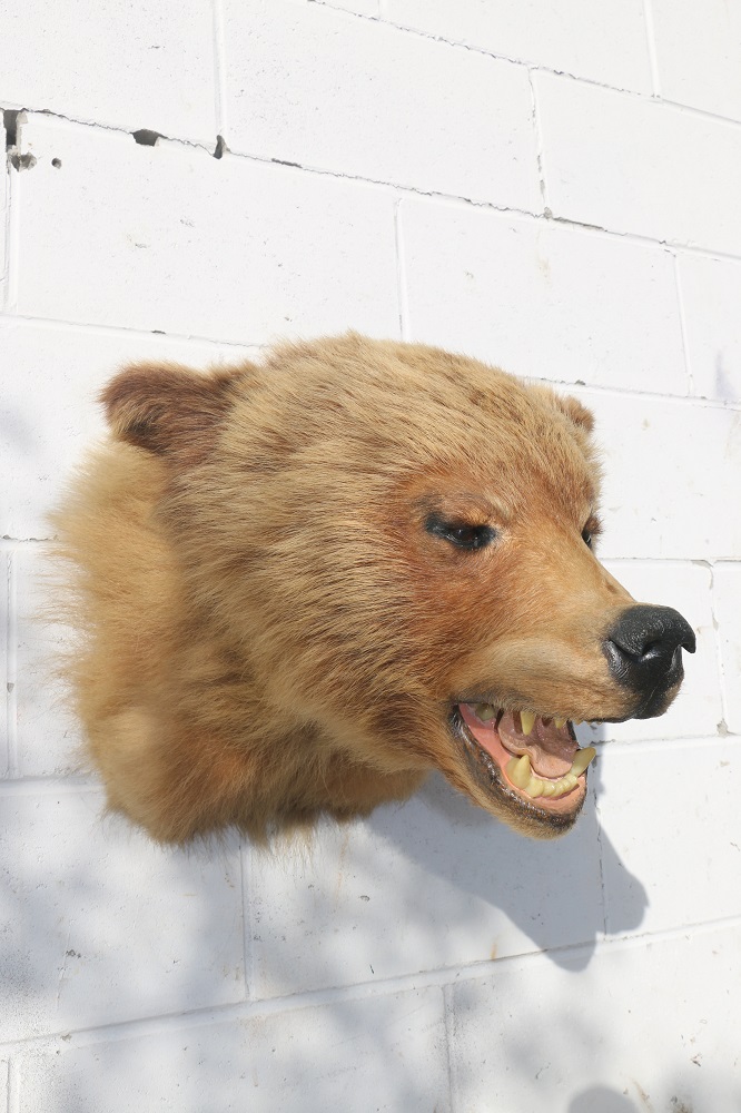 stuffed bear head mount