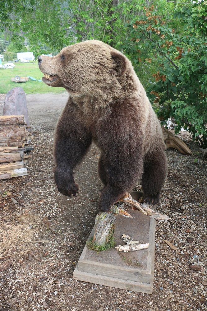 grizzly bear mount for sale