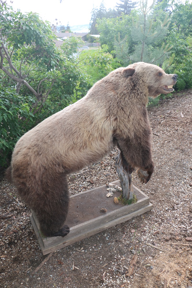 grizzly bear mount for sale