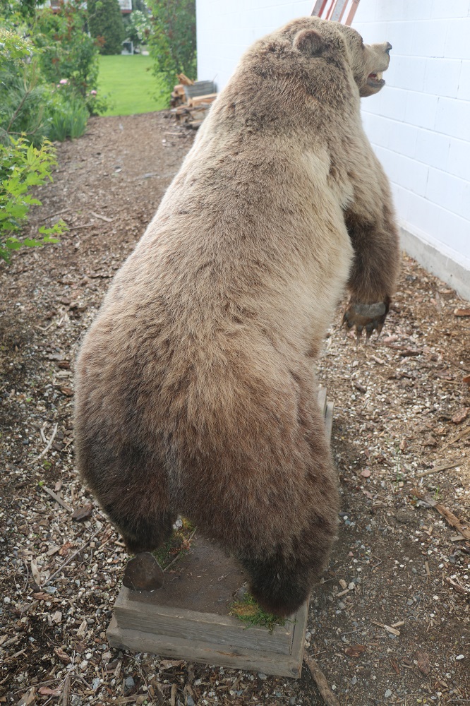 grizzly bear mount for sale