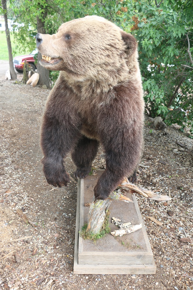 grizzly bear mounts