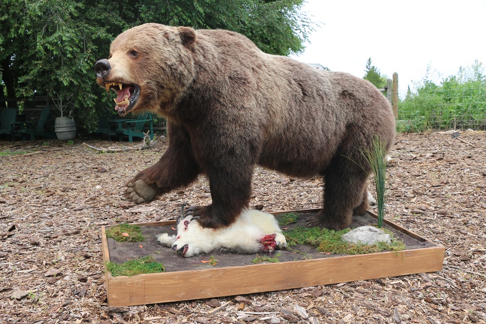 grizzly bear mounts