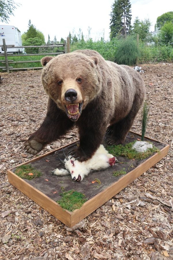 grizzly bear mount for sale