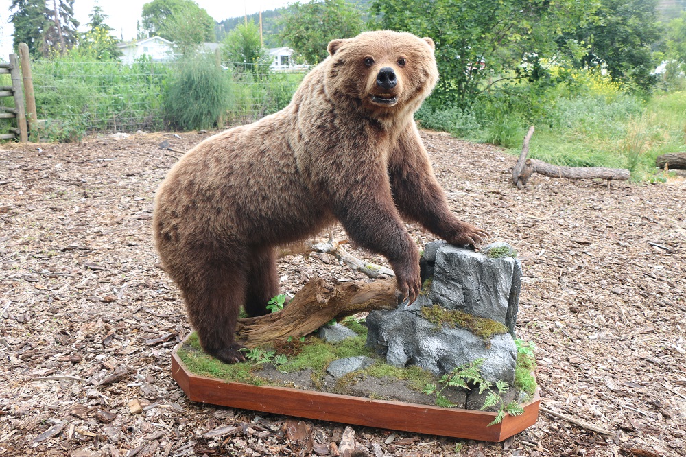 life size bear mounts