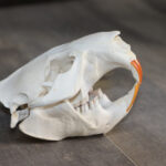 Beaver Skulls