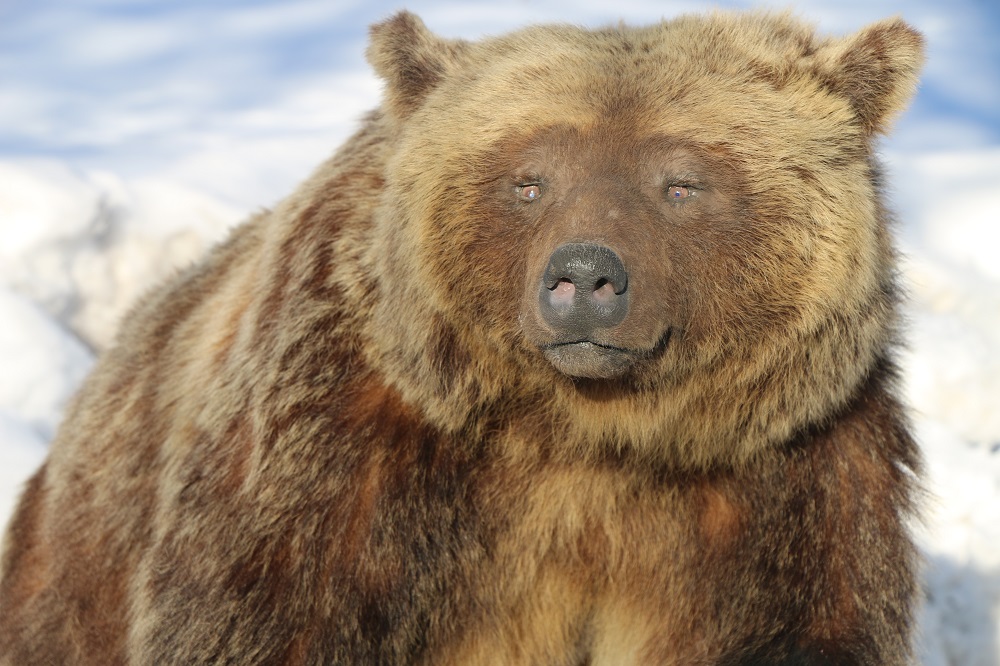 life size bear mounts