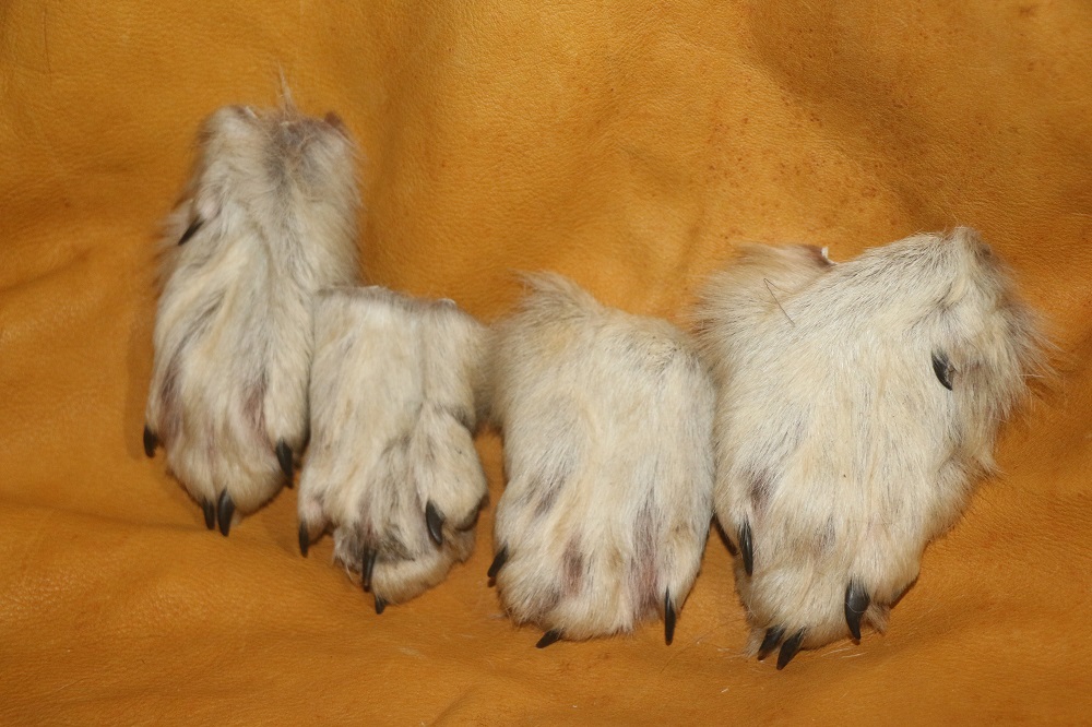 Wolves Claws Wolf Claws For Animals _ Wolf Anatomy – CGNPEB