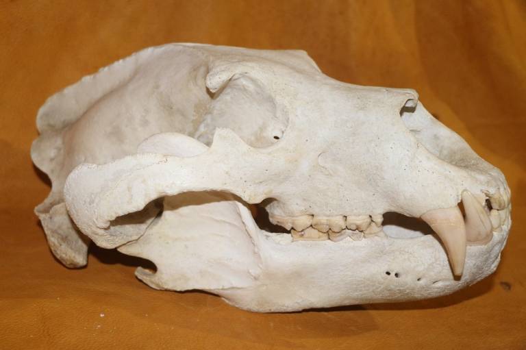 Grizzly Bear Skull – P&D International Furtraders