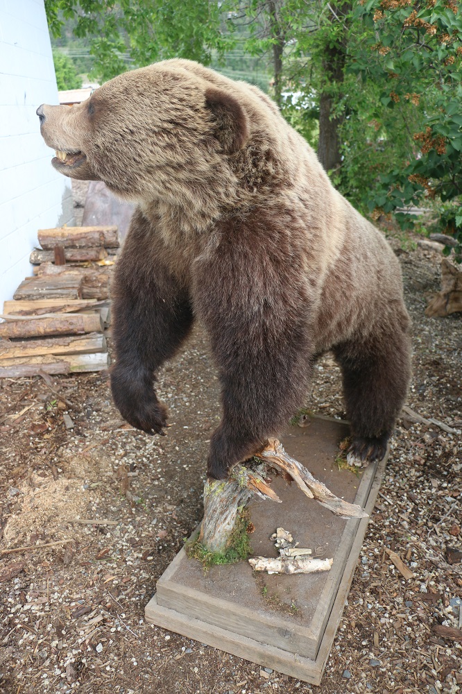 grizzly bear mount for sale