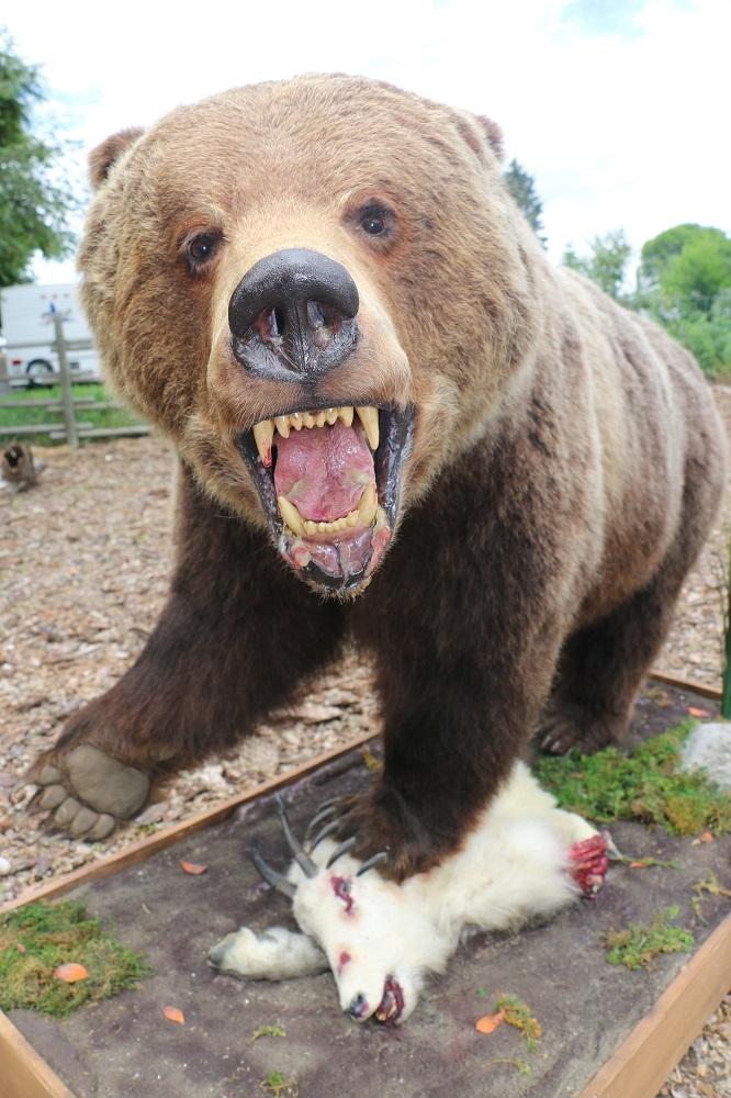 grizzly bear mount for sale