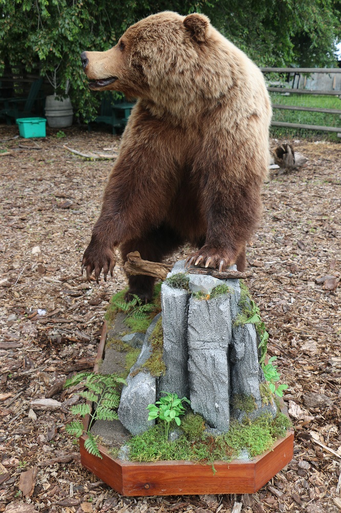 grizzly bear mount for sale