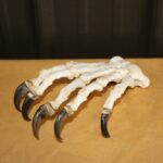 Black Bear Foot With Claws