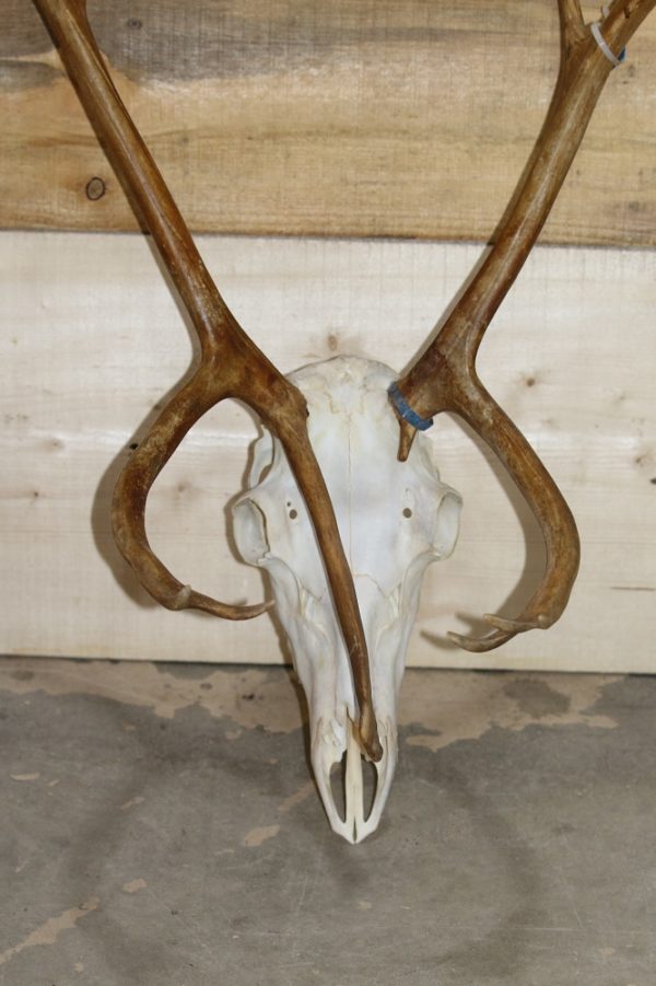 caribou skull