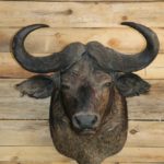 African Cape Buffalo Shoulder Mount