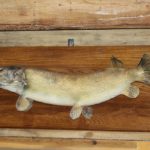 Life Size Pike Mount