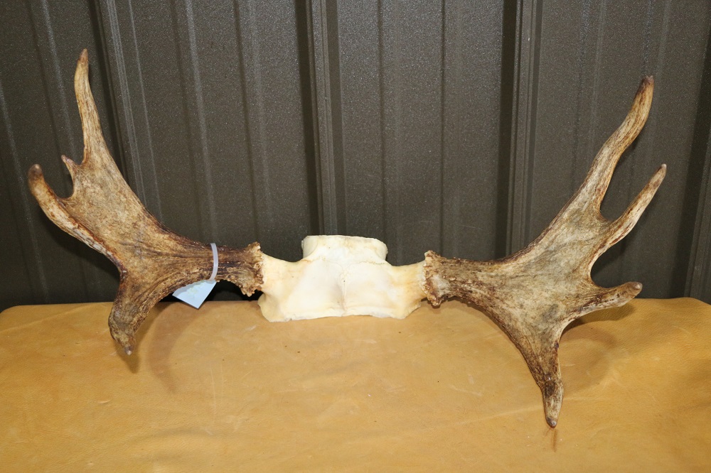 Horns-Antlers-Skulls-Claws-Teeth – Page 7 – C&D International Furtraders