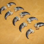 Black Bear Claws