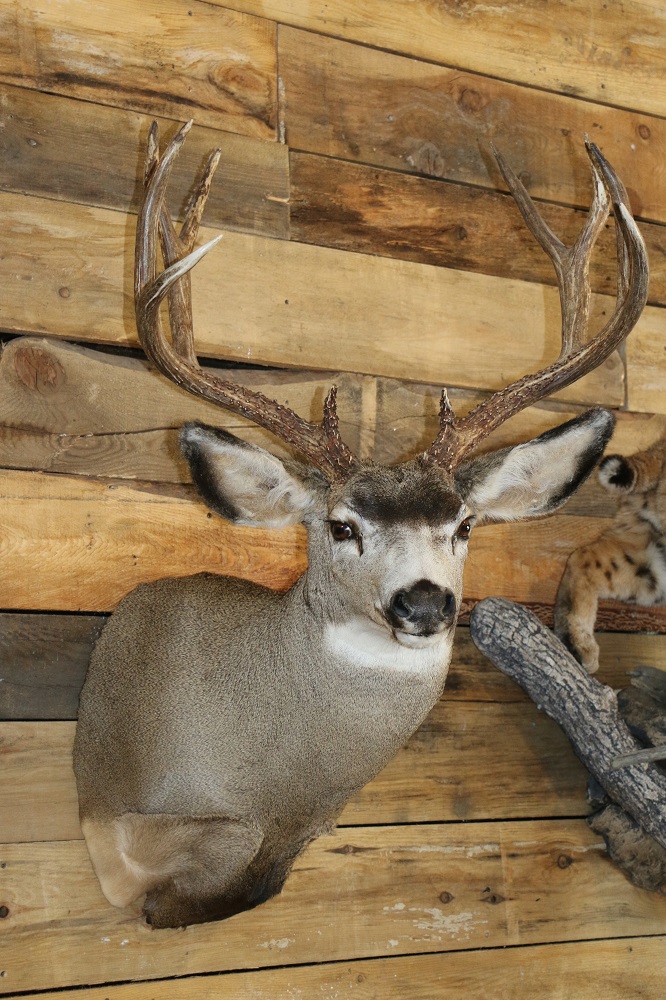 Mule deer deals mounts