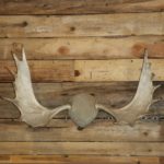 Moose Antlers