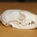 Fisher Skull
