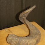 Domestic Sheep Horn