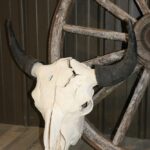 Bison Skull