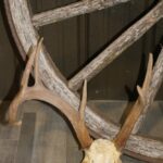 White Tail Deer Antlers