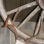 Mule Deer Antlers