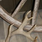 White Tail Deer Antler
