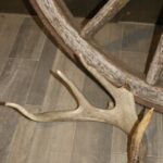 White Tail Deer Antler