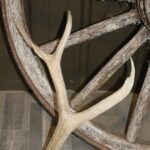 Mule Deer Antler