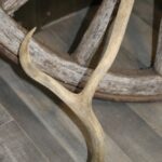 Mule Deer Antler