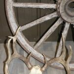 White Tail Deer Antlers