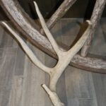 White Tail Deer Antler