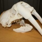 Walrus Skull With Tusks