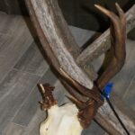 Mule Deer Antlers