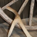 Mule Deer Antler