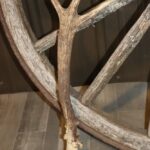 Rusa Deer Antler