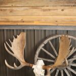 Moose Skull with Antlers