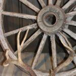 Mule Deer Antlers
