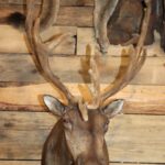 Caribou Shoulder Mount