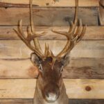 Caribou Shoulder Mount