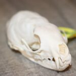 Pine Marten Skull