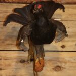 Life Size Birkhan (Black Grouse) Mount