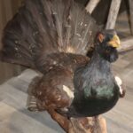 Life Size Auerhahn (Western Capercaillie) Mount