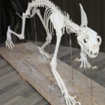 Mountain Lion / Cougar Life Size Skeleton